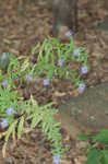 Aromatic aster